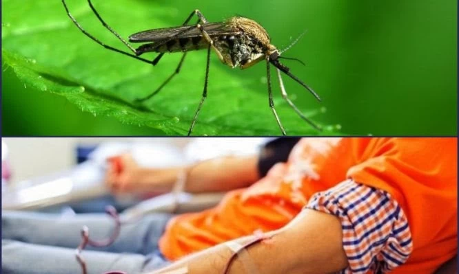 Ο ιός του Δυτικού Νείλου “στράγγισε” τις αιμοδοσίες – Δραματική έκκληση κάνουν οι θαλασσαιμικοί